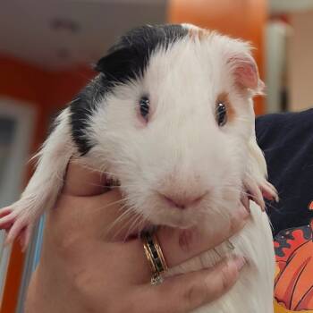 Rescue Guinea Pig Guinea Pigs for Adoption in Westminster, California - Angels Envy | PetCurious